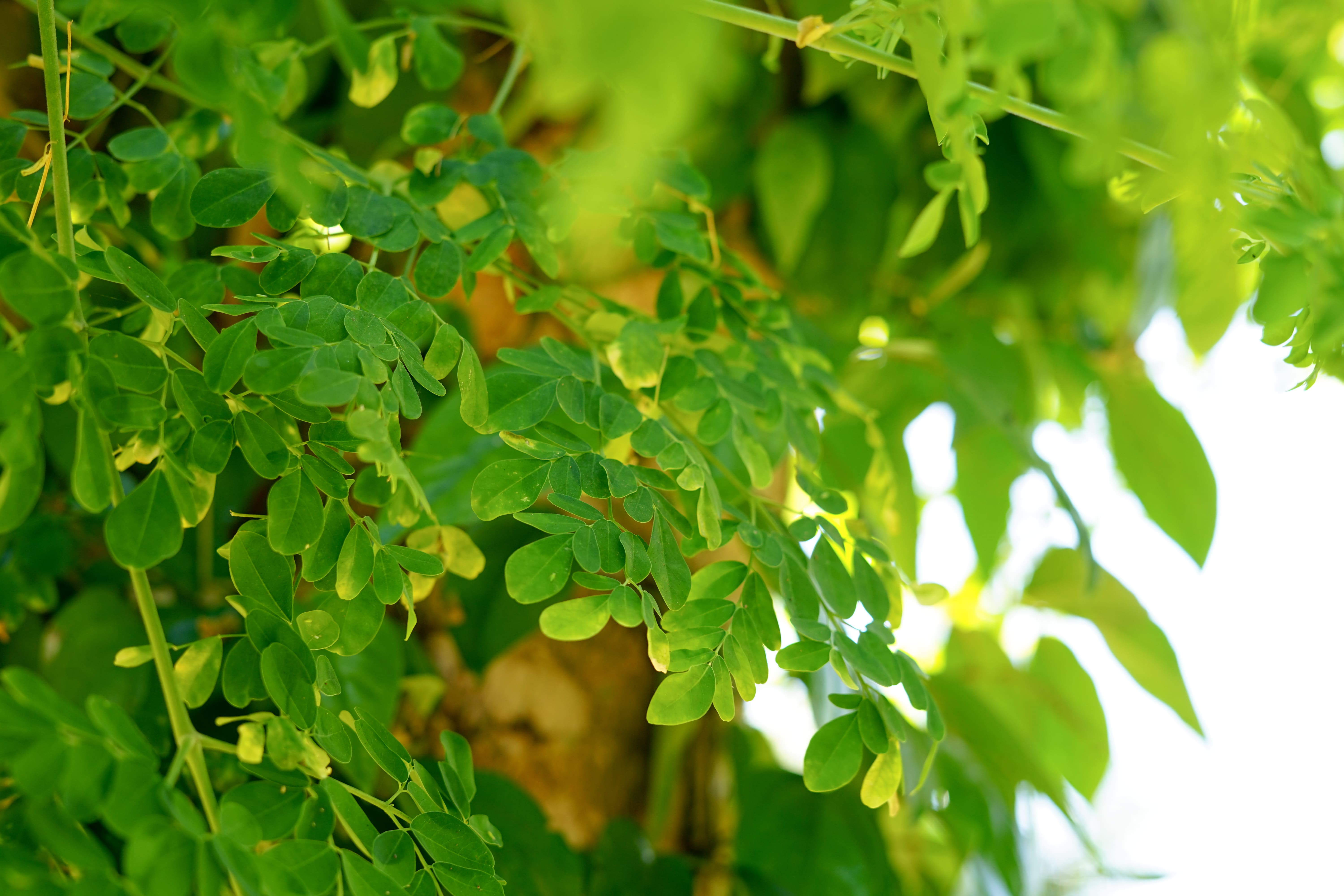 Moringa Tree